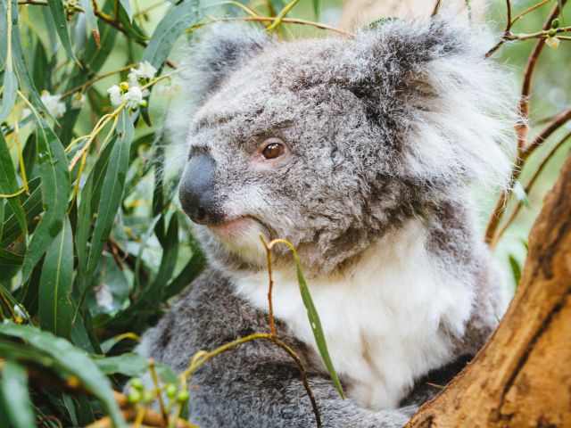 One of the best natural experiences in the Yarra Valley and Dandenong Ranges is seeing a Koala upclose.