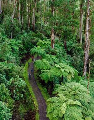 Biking around Warburton is one best natural experiences in the Yarra Valley and Dandenong Ranges.