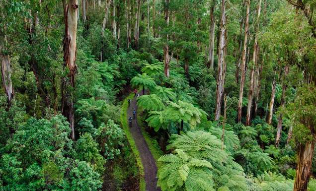 Biking around Warburton is one best natural experiences in the Yarra Valley and Dandenong Ranges.