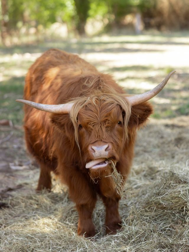 Lavandula Farm's Highland cows