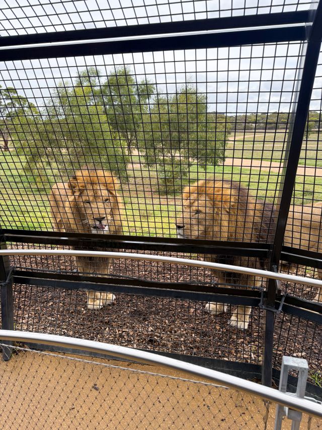 Lions at Monarto Safari Resort