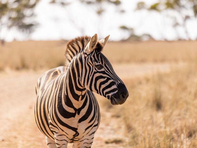 Monarto safari park zebra