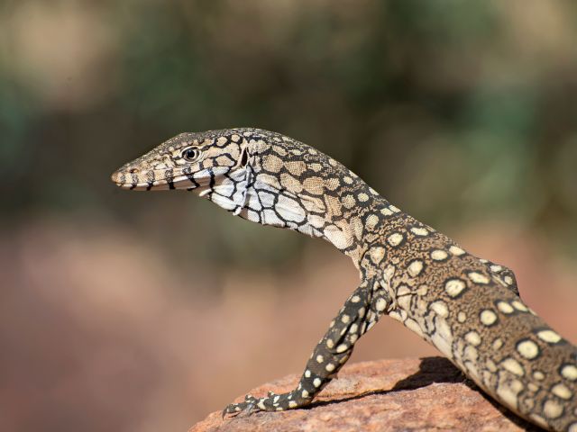 a large goanna in Red Centre