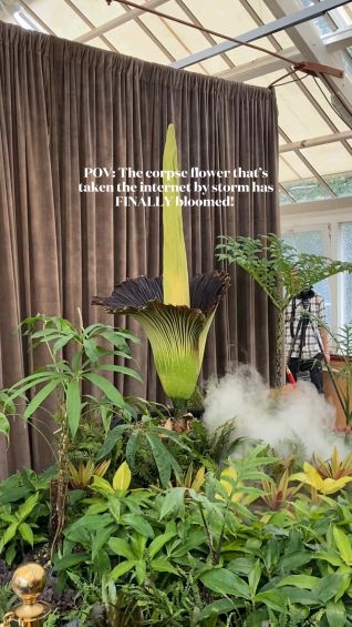 First Look: Putricia at The Botanic Gardens, Sydney