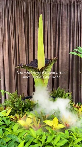 Putricia the corpse flower bloomed at the Botanic Gardens of Sydney one year ago