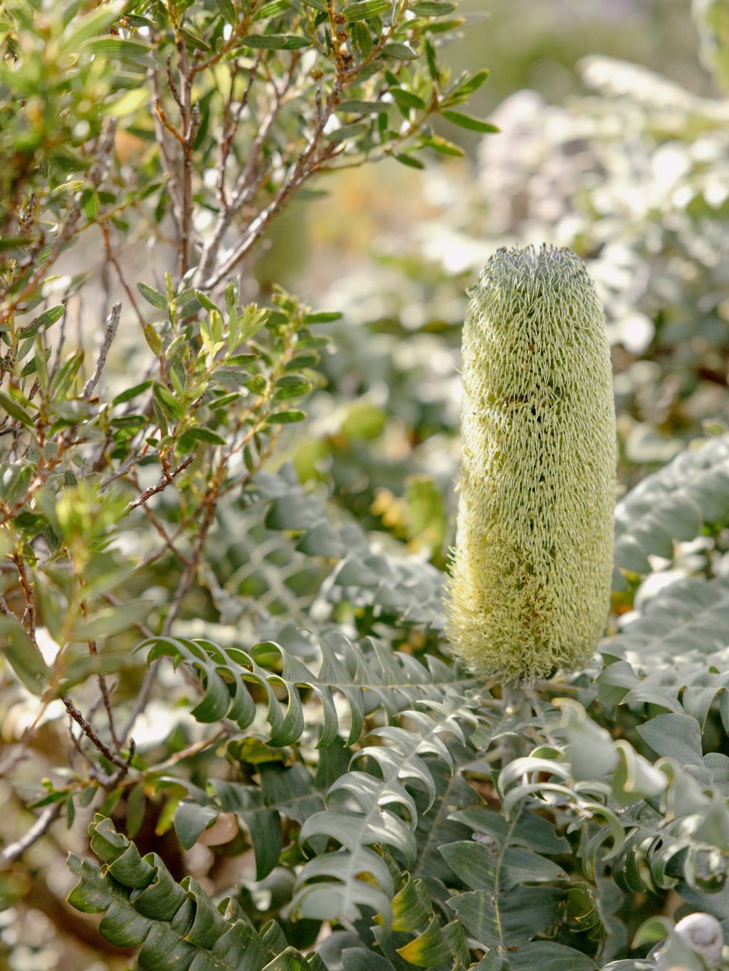 a distinctive shrub in a remote forest in WA