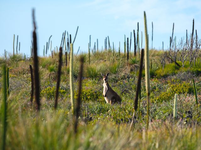 kangaroos along the Bibbulmun Track