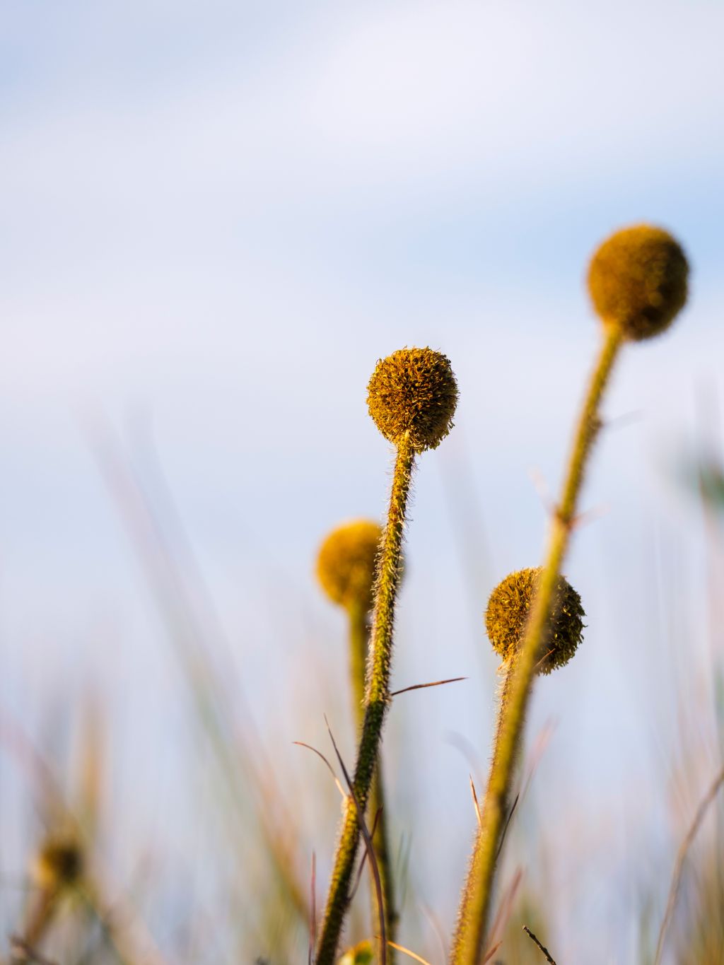 spherical yellow flower heads