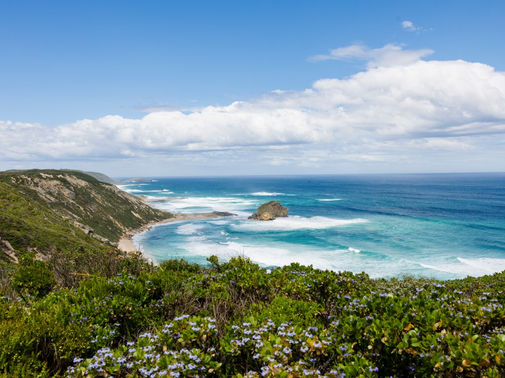 wildflowers along the coast