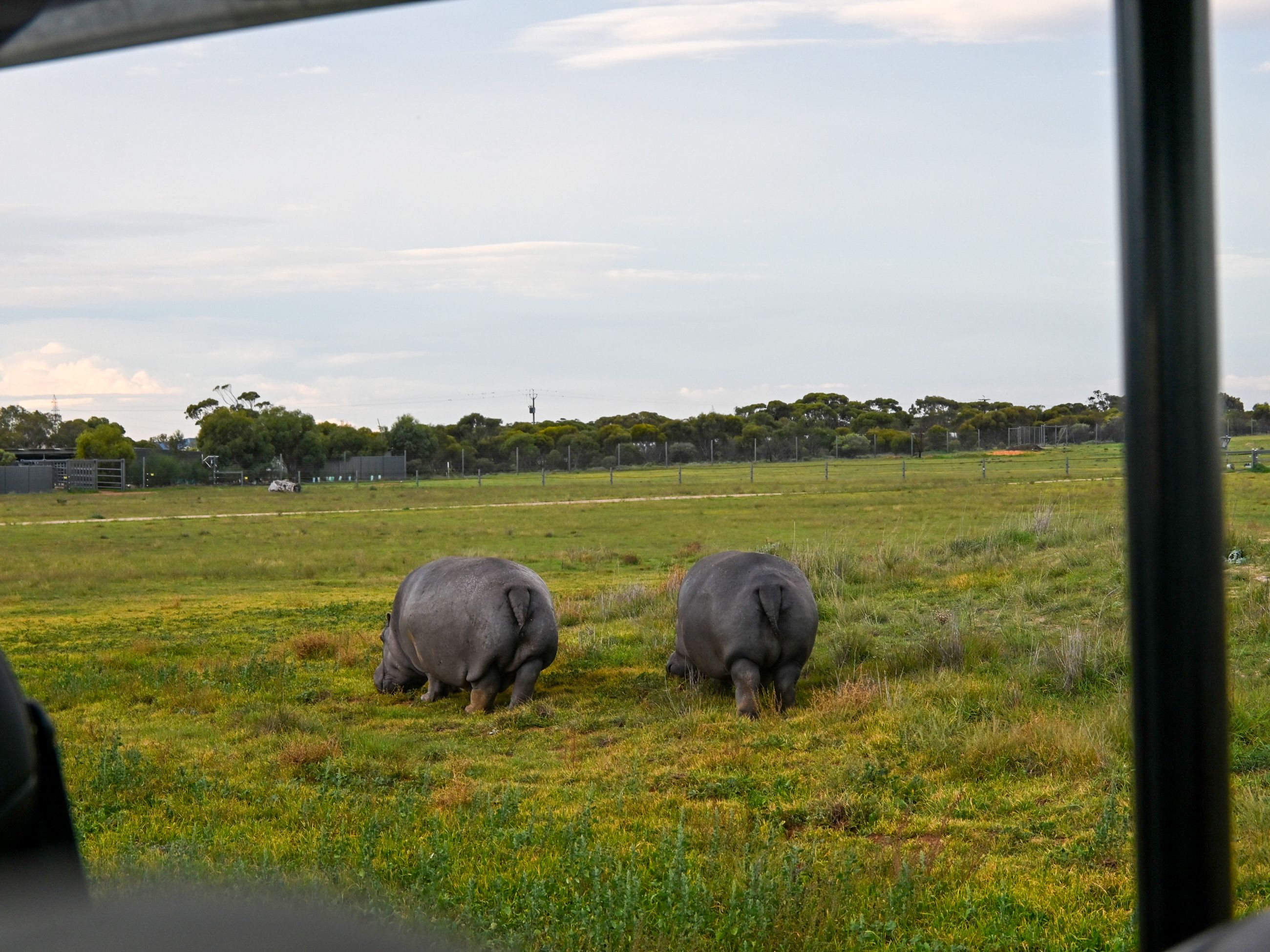 Rhinos at Monarto Safari Resort
