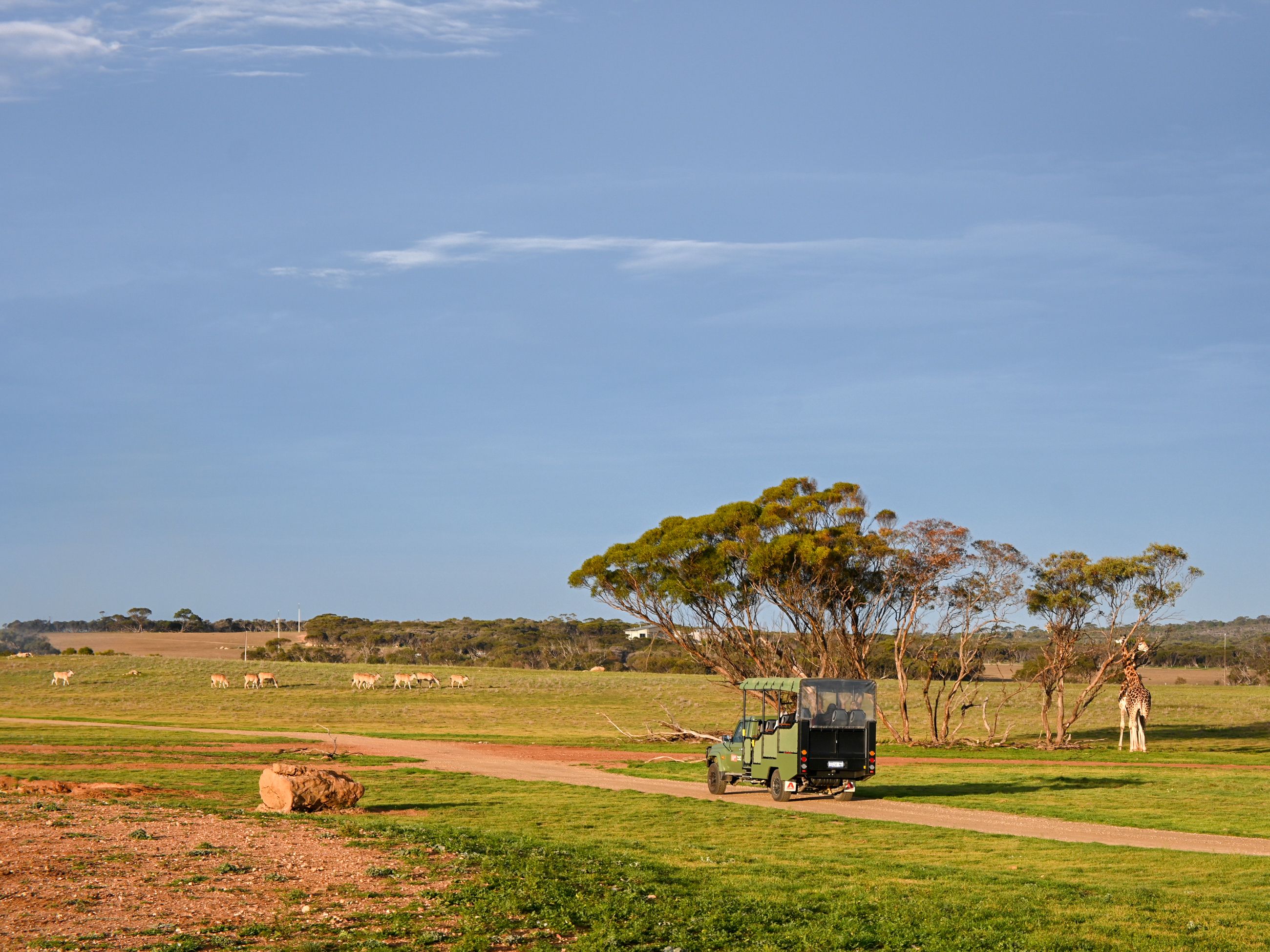 Safari at Monarto Safari Resort