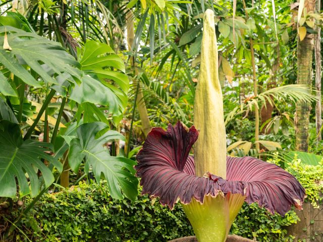 Titan arum or Amorphophallus Titanum at the botanical garden