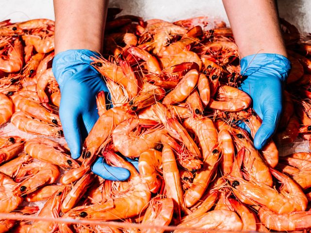 prawns at Sydney Fish Market