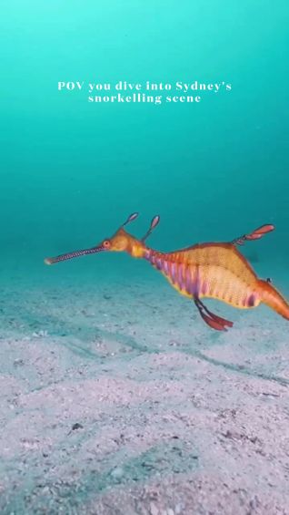 Sydney’s snorkelling scene