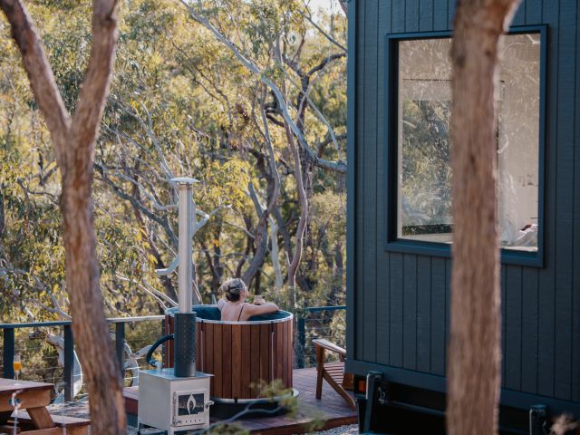 Tiny Wallaby in Dural, Sydney, NSW