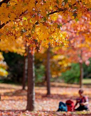 two people having a picnic at Valley of Liquidambers heathcote