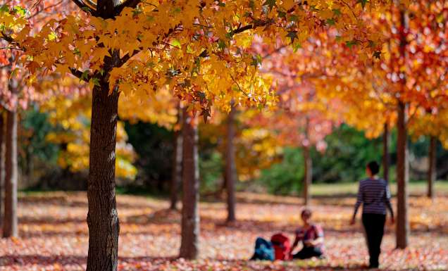 two people having a picnic at Valley of Liquidambers heathcote