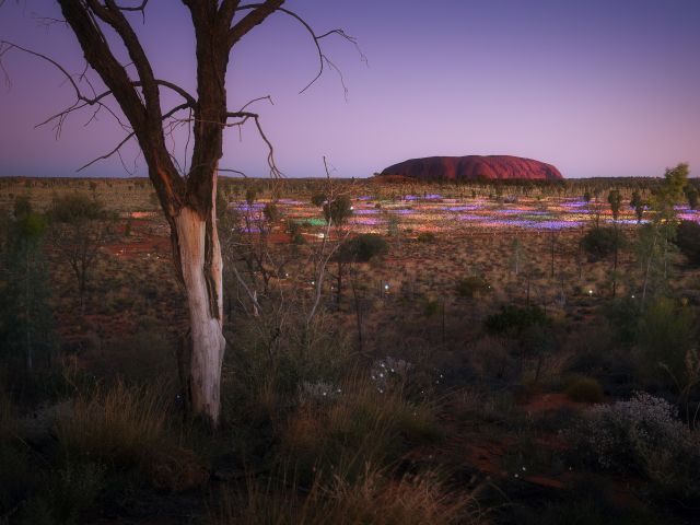 Field of Light in the desert near Uluṟu