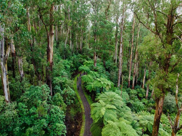 Biking around Warburton is one best natural experiences in the Yarra Valley and Dandenong Ranges.