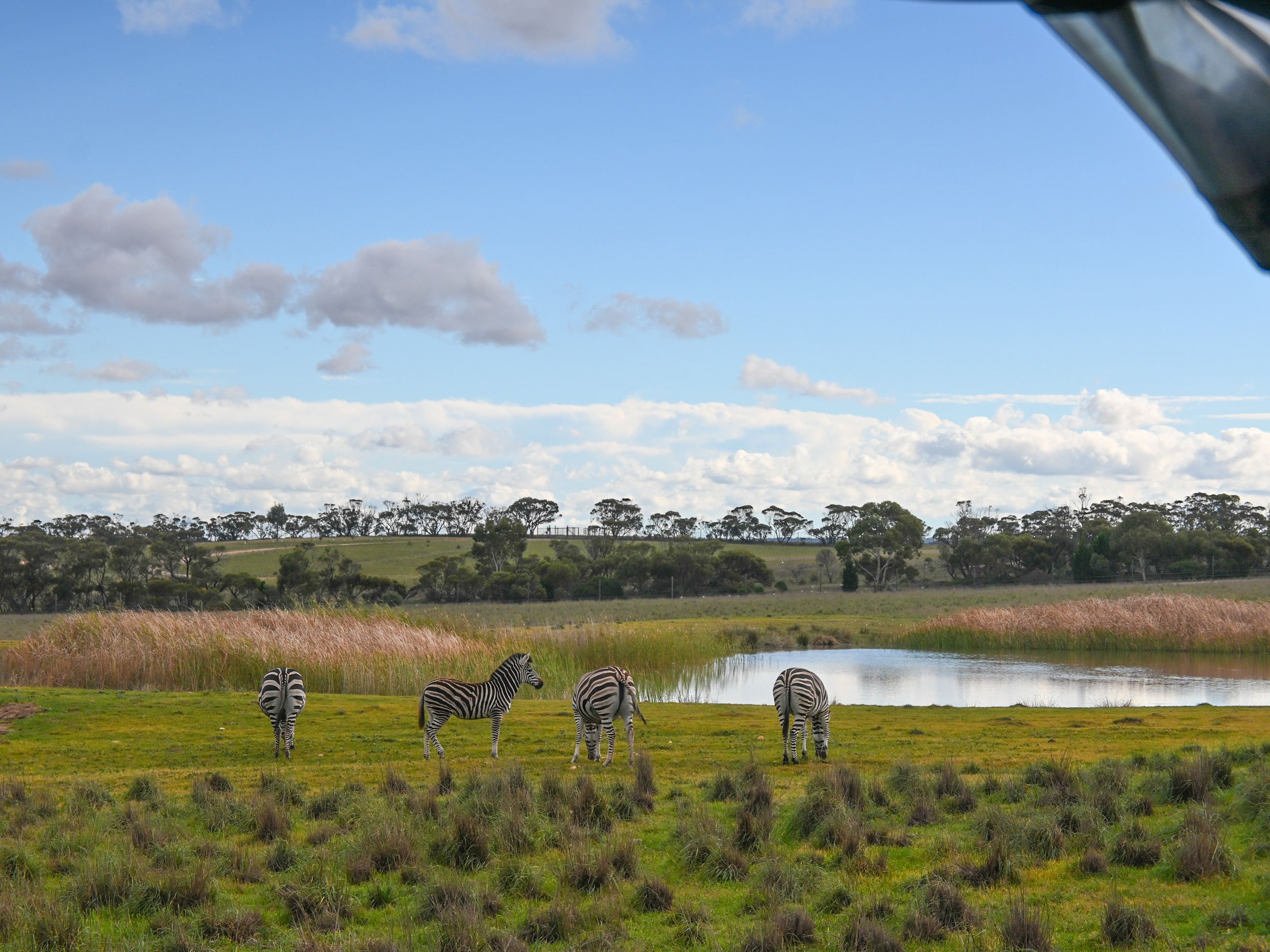 Zebras at Monarto Safari Resort