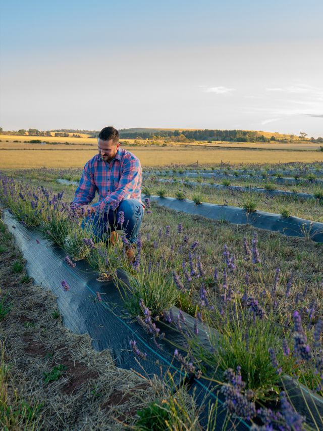 A man tending to a lavender field