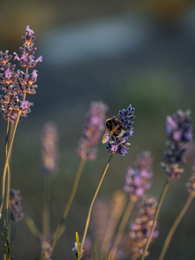 A bee on a lavender stem
