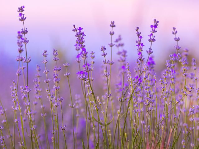 A field of lavender at sunset