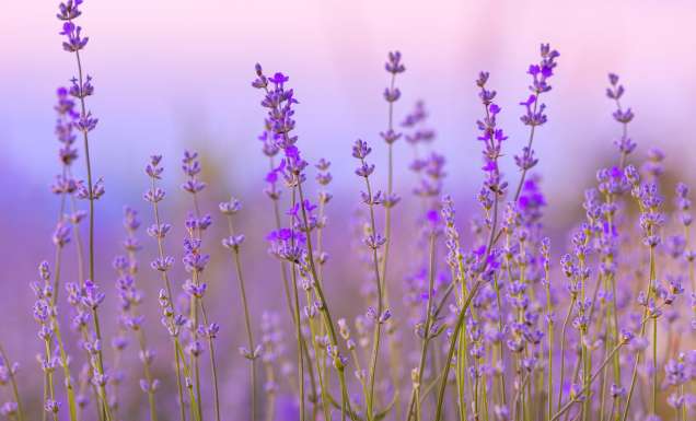 A field of lavender at sunset