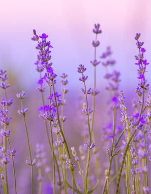A field of lavender at sunset