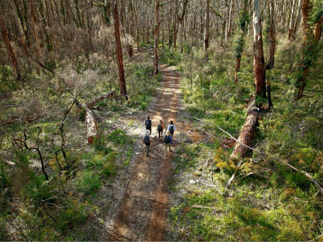Hikers walking through an ancient karri forest in Margaret River