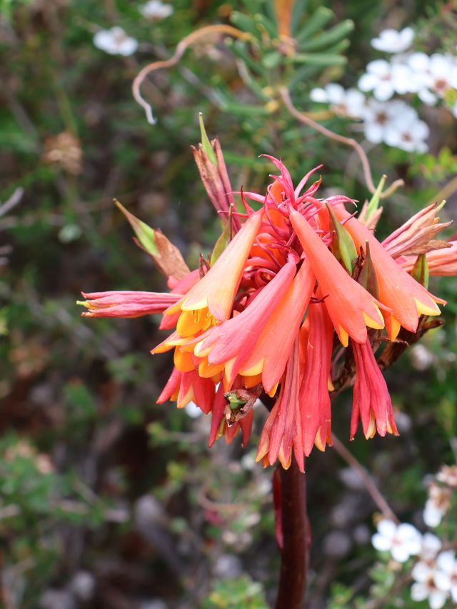 Wildflower spotting on Bruny Island