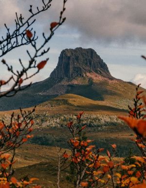 Overland Track, Barn Bluff and Fagus
