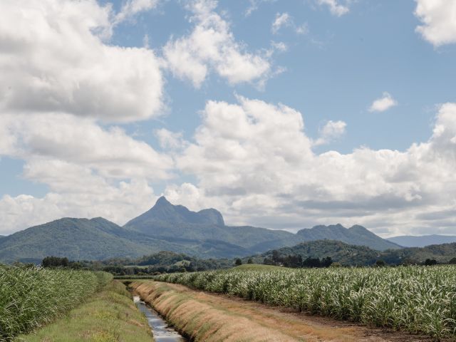 the cane fields in Wollumbin