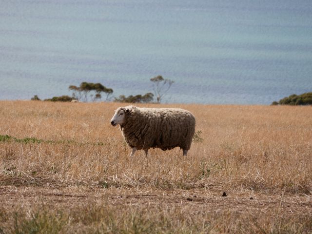 a domestic sheep in a field at Bellarine Peninsula