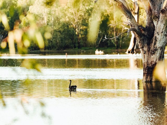 swan at wonga wetlands in the murray