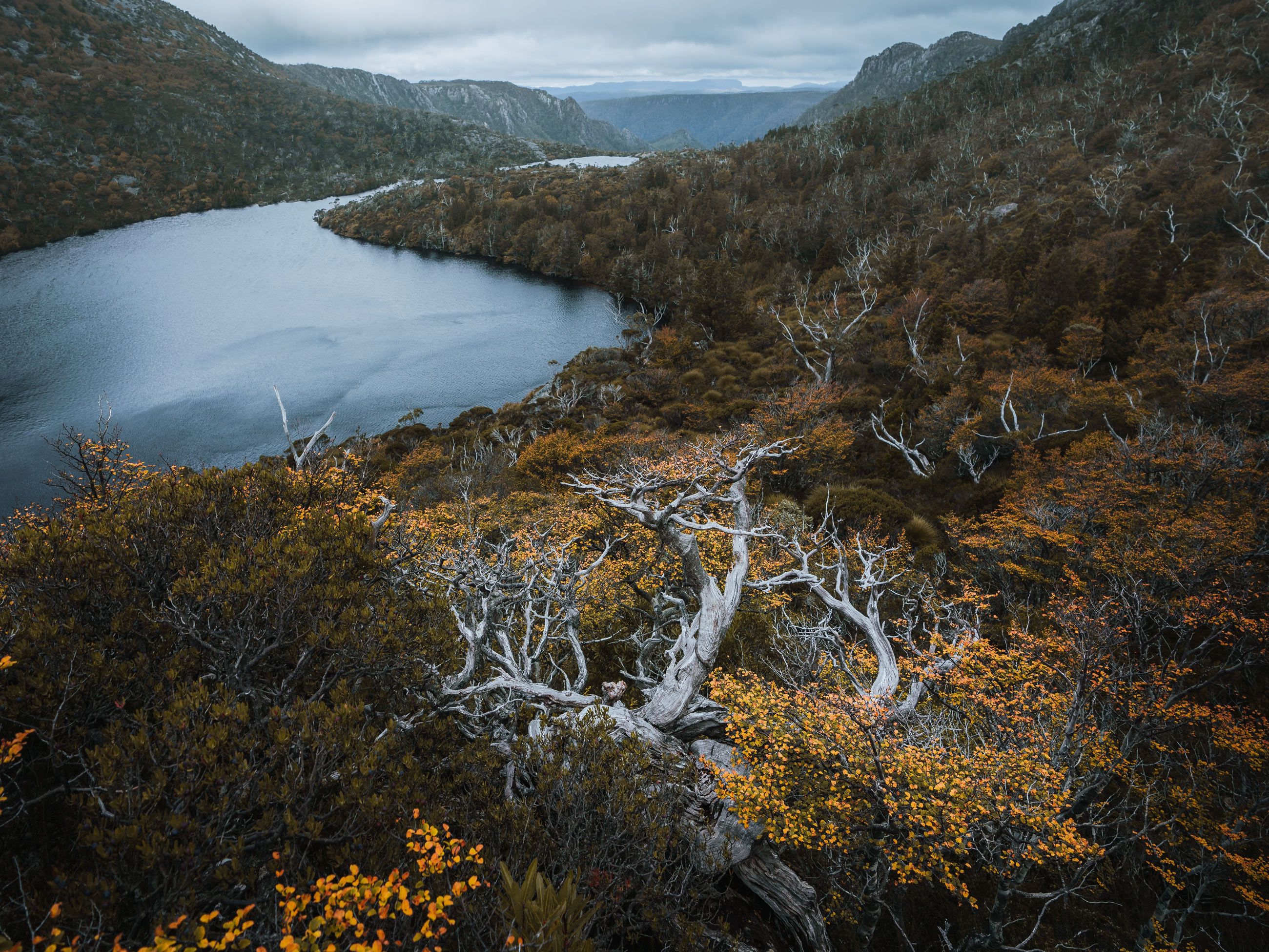 Cradle Mountain fagus