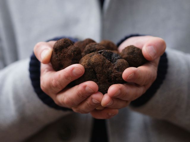 A man holding a handful of black truffles