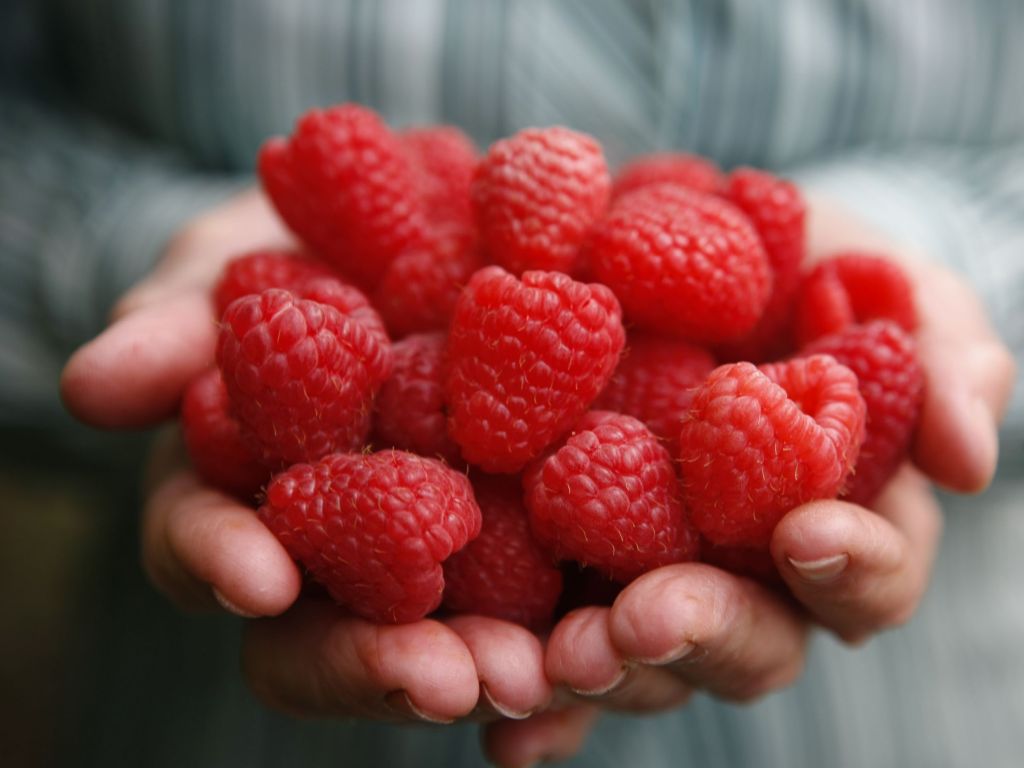 Christmas Hills Raspberry Farm