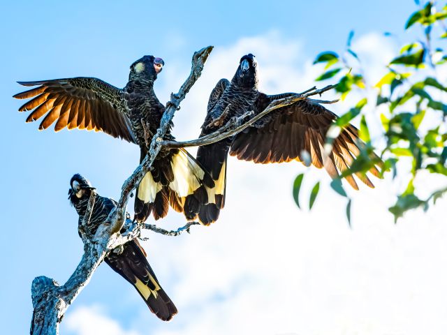 Yellow-tailed black cockatoos