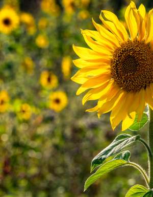 sunflower field