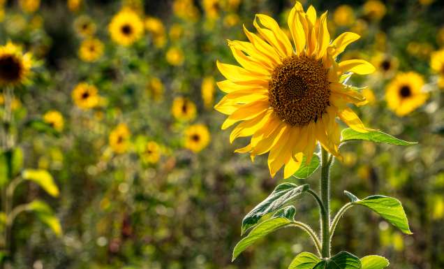 sunflower field