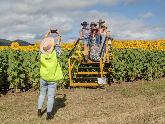 kalbar sunflower festival 