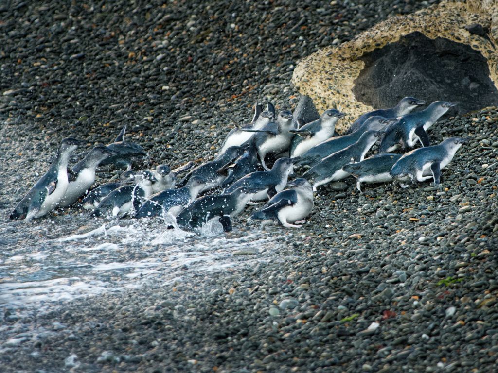 A colony of Little Penguins