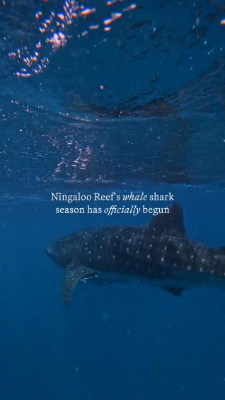 Ningaloo Reef’s whale shark season has officially begun
