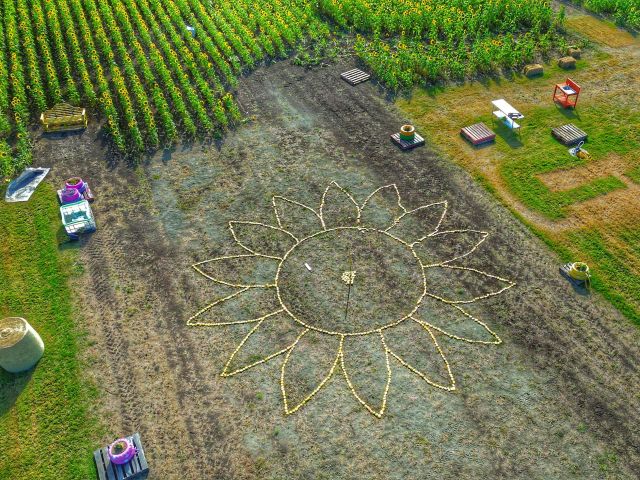 kalbar sunflower festival installation