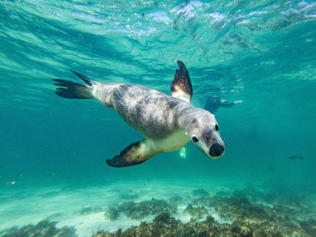 Seal at Jurien Bay, WA
