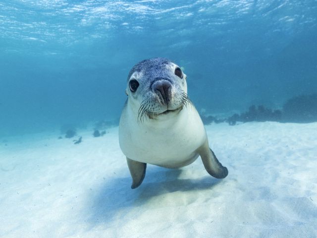 Sea lion in Jurien Bay Marine Park, WA