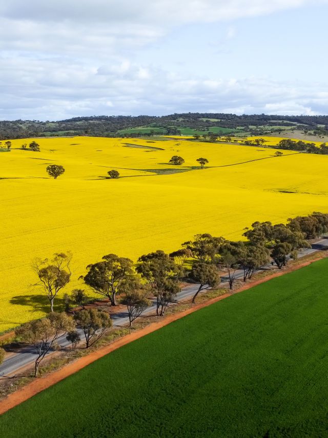 Canola fields in York, WA