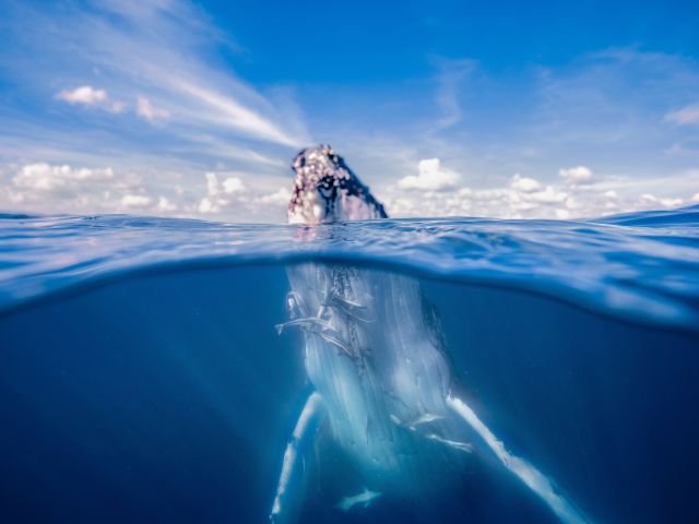 whale watching in Hervey Bay
