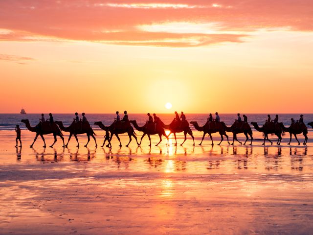 camel train on cable beach in broome at sunset